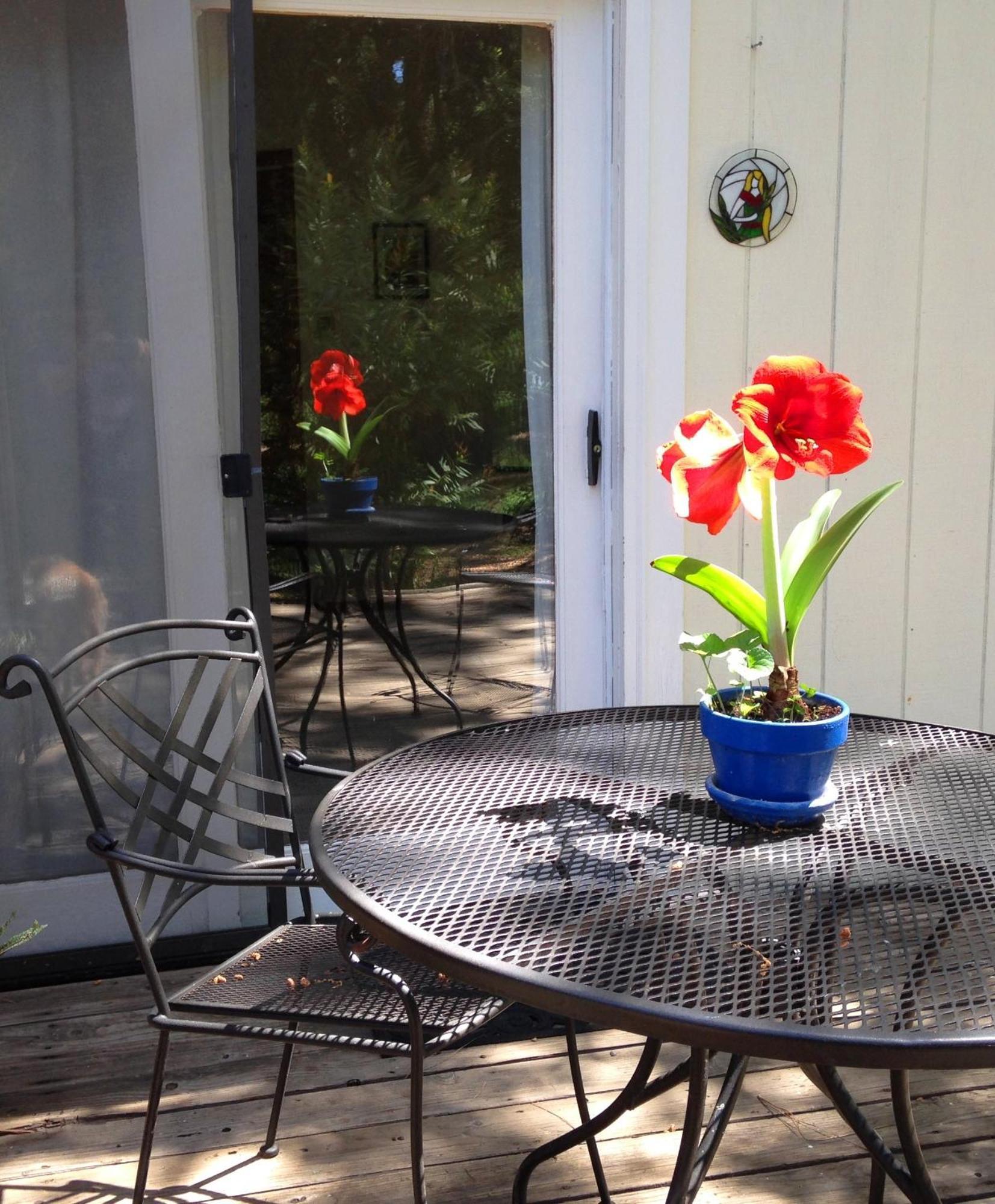 Bed and Breakfast Backyard Garden Oasis Middletown Экстерьер фото